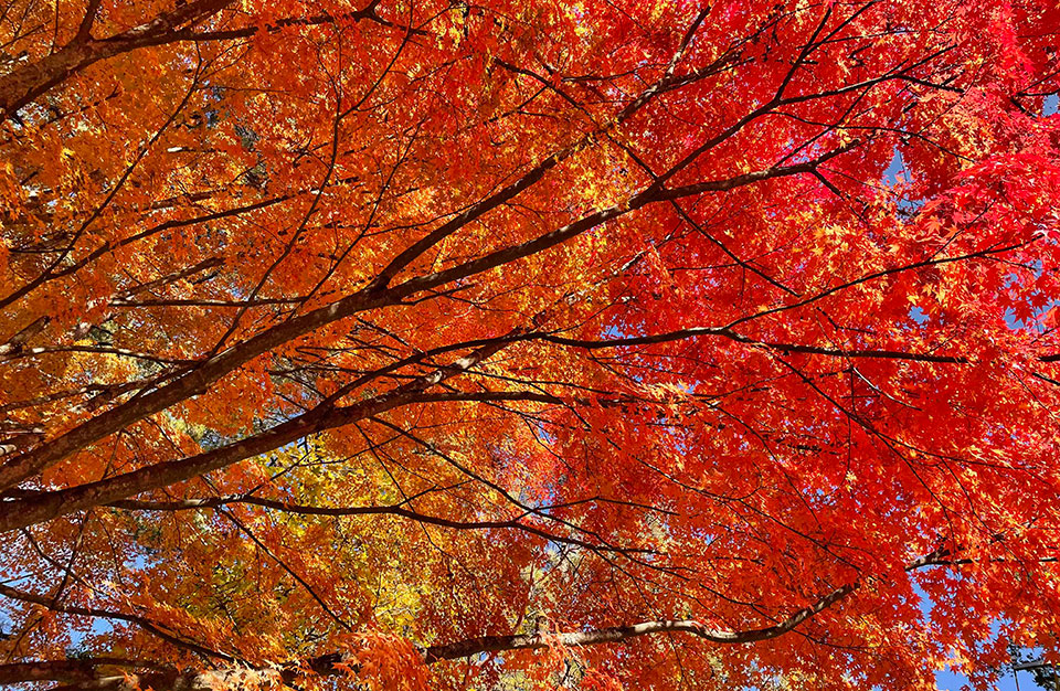 森の紅葉と光のデトックス