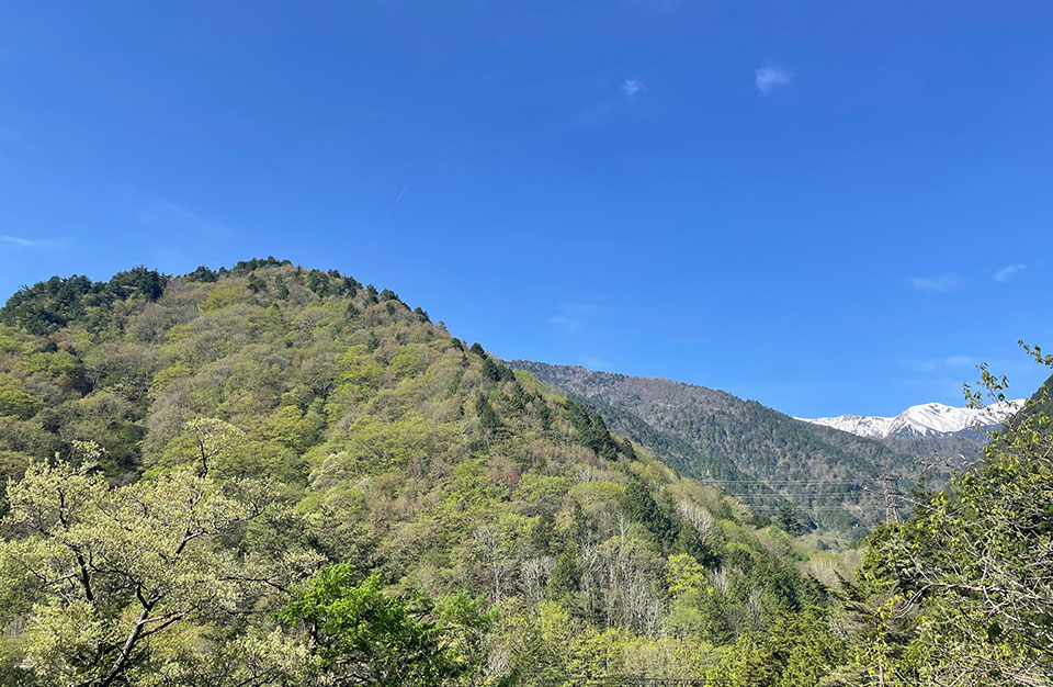 5日間・浄化と芽生えのデトックス