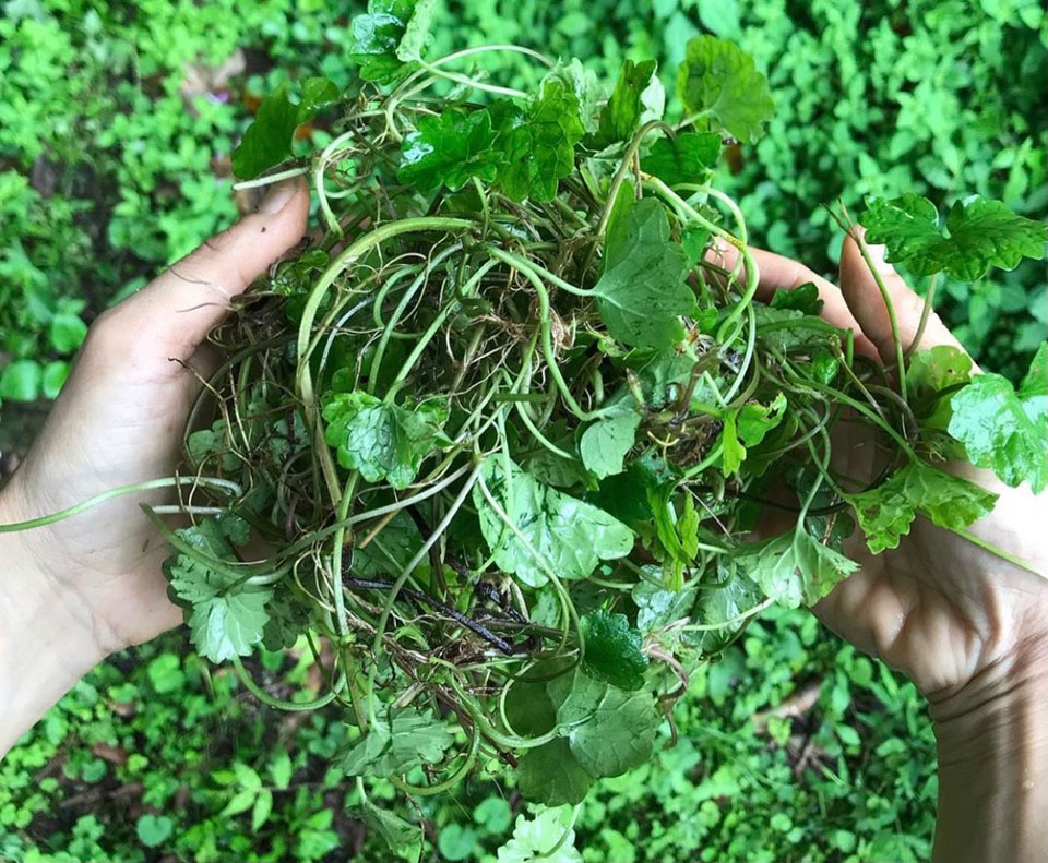 野の茶リトリート 野の茶リトリート