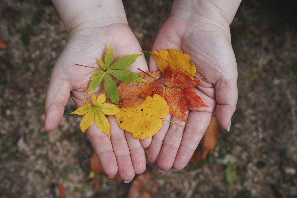 YOJOEN 秋の森にすまう・特別編