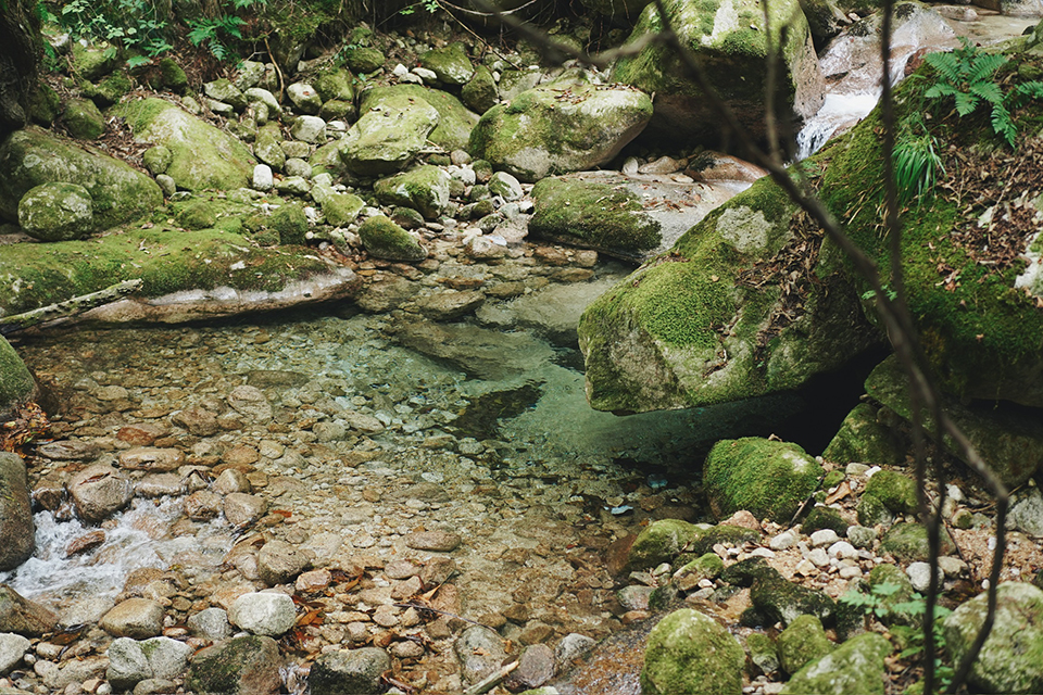 YOJOEN 春の森にすまう