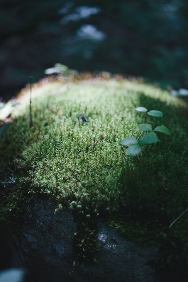わたしの命をいかす、Xのたねが芽吹く旅
